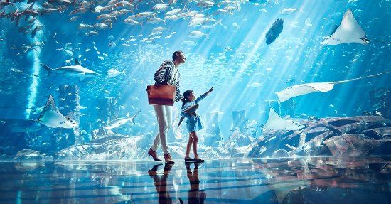 The Lost Chambers Aquarium